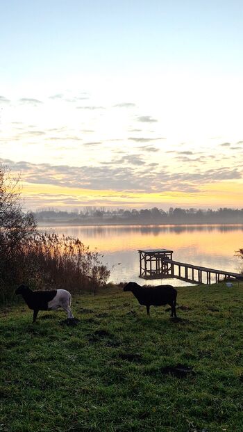 Schafe am See zahren