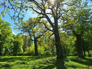 Eichen in Badow@alexlotz