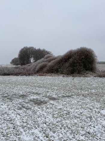 Winter rossin ©CF 0289