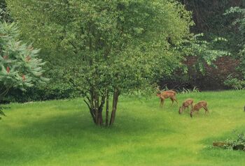 Rehe-im-gutshauspark