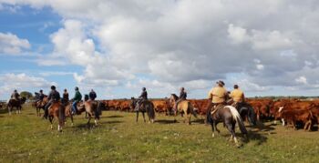 Rinder Treiben bei Farmritt auf Gut Dalwitz Kopie