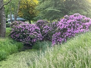 Staudenbeet gut rosengarten