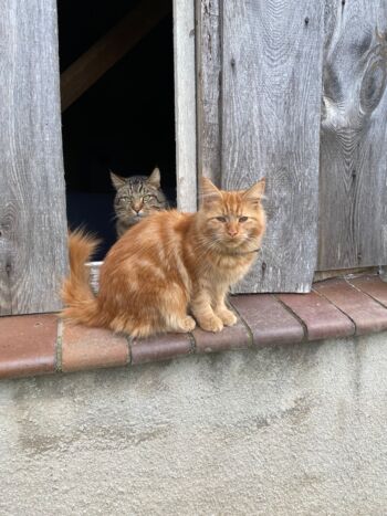 Katzen-rakow