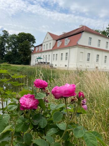Rosen-im-park