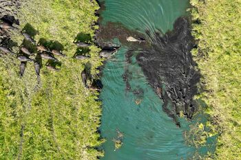 Zinzow Gutsanlage Wasserbüffel Paludikultur 02 (Foto von Veit Vielhaber) Kopie