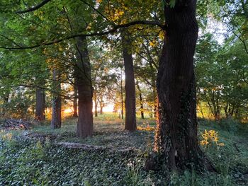 F574531F-48DF-426E-8F5C-8C510A6D0B2E 1 105 c