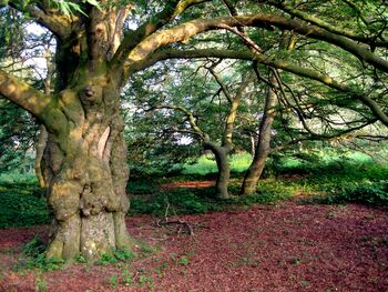 Alte-buche-finckener-see-kavaliershaus