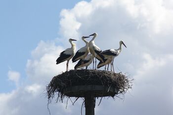Gutshaus-ludorf-mecklenburgische-seenplatte-9