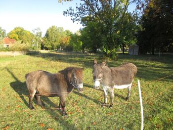 Danko und Bobby