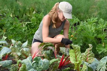 Feld Projeklthof karnitz Kopie