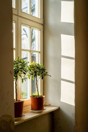 Fenster Gutshaus Bassendorf 