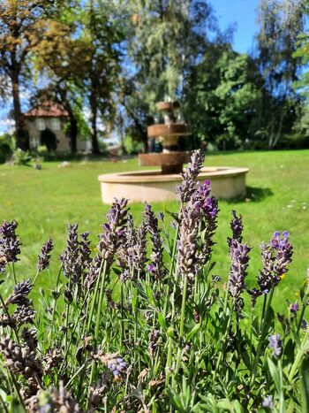 Lavendel-stubbendorf