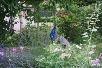Pfau-schmarsow-garten