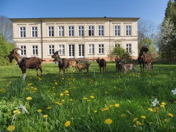 WieseZieg.hint.Schlo