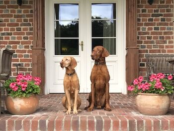 Gutshaus ludorf hunde