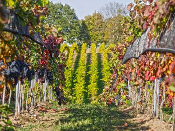 K Voigtsberg mit seinen 10 ha Rebfläche