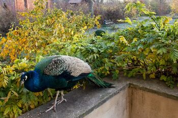 Pfau Schmarsow-1024x683