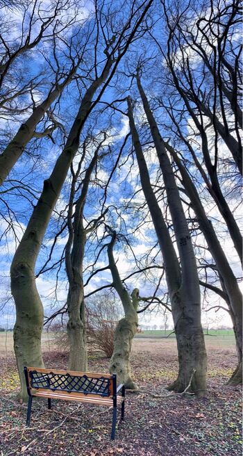 Baum-rakow