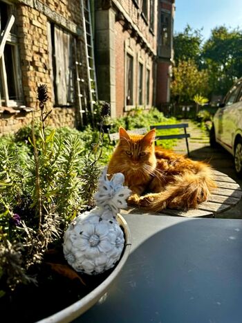Gutshaus katze rakow