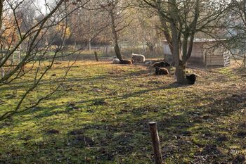 Schafe Schmarsow-1024x683