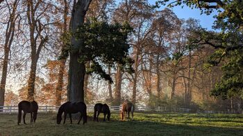 SchlossBadowWaldweide@alexlotz