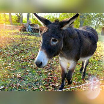 Danko