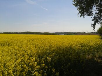Fiedrichshof Rapsfeld-mecklenburg