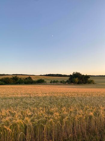 Natur gutneuensund