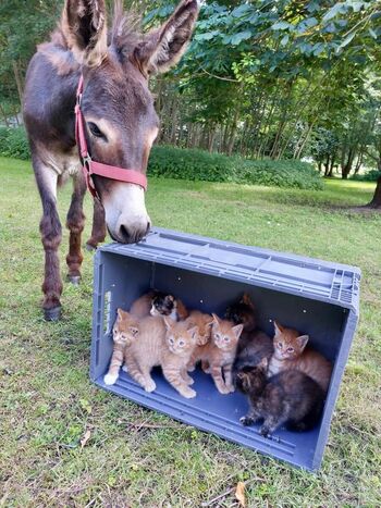 Katzenbabies-rakow