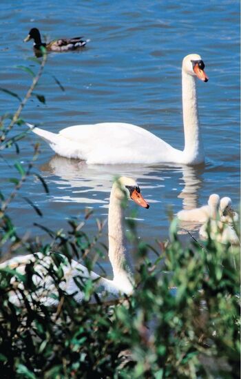Schwaene poggelow-seenplatte