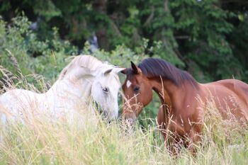 PferdeSchlossBadow@alexlotz (71)