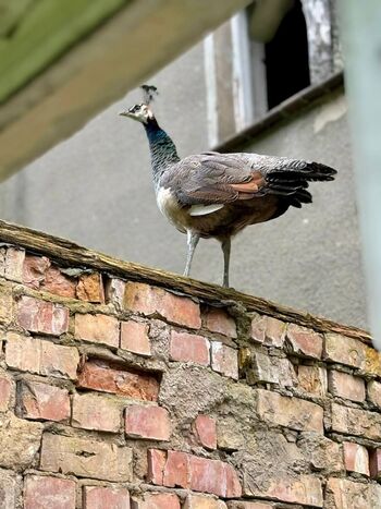 Pfau-rakow gutshaus